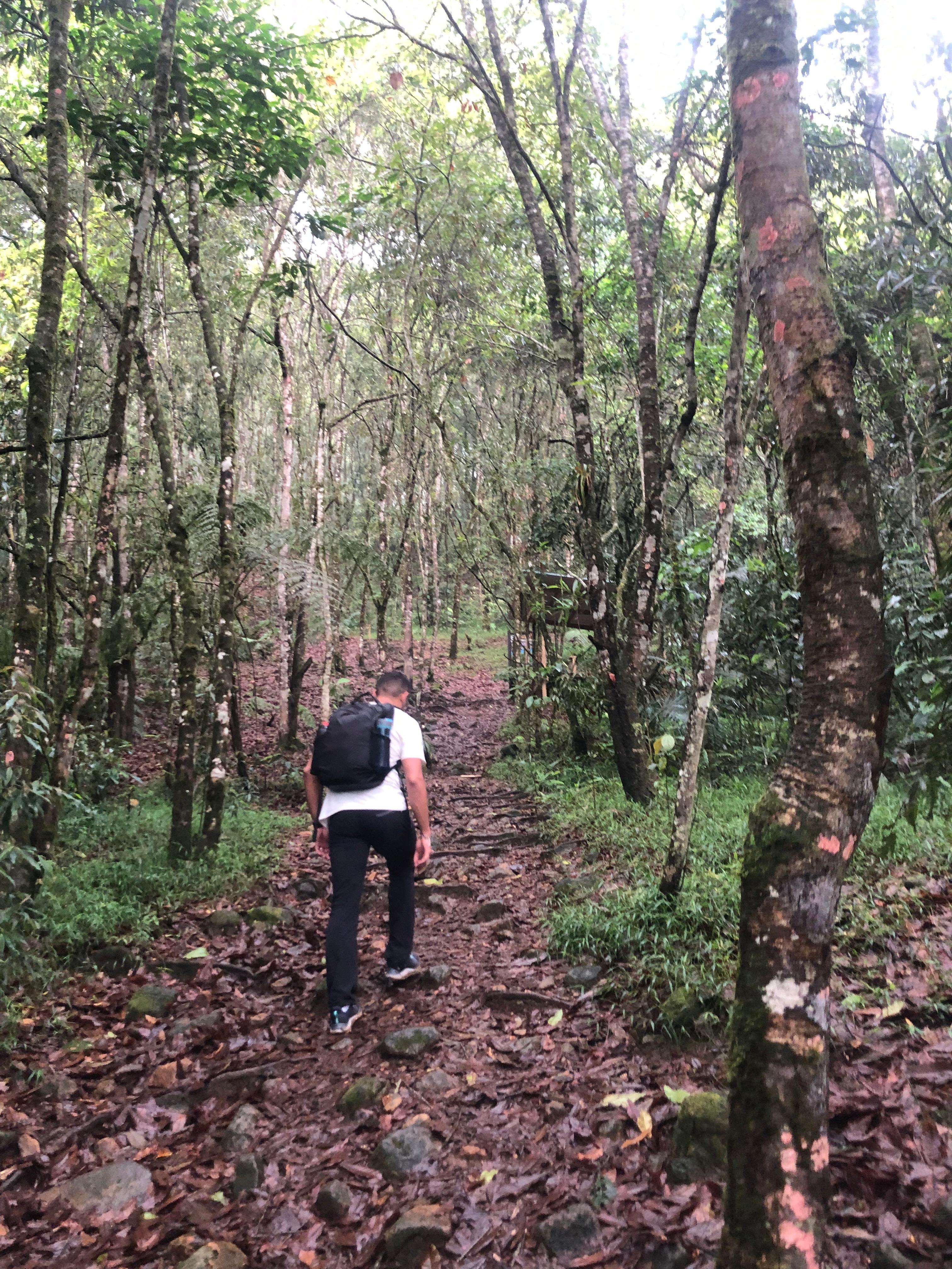 Una persona con mochila avanza por un sendero de bosque
